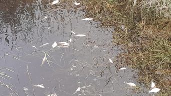 rocha: peces muertos donde productor denuncio uso de quimicos en caminos publicos