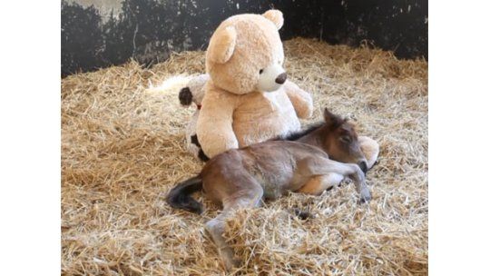 La historia de amor entre el potrillo y un oso de peluche