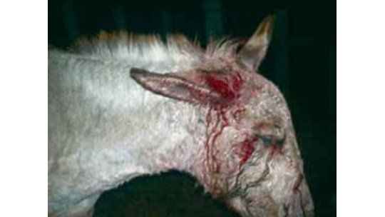 Burro atacado por jauría debió ser sacrificado en Salto