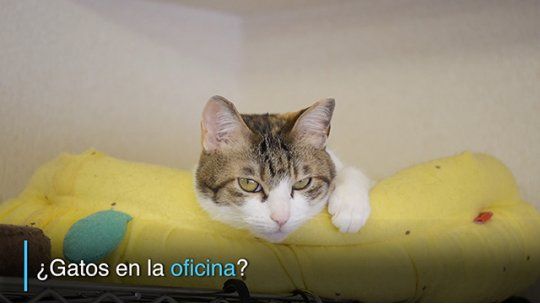 gatos oficina