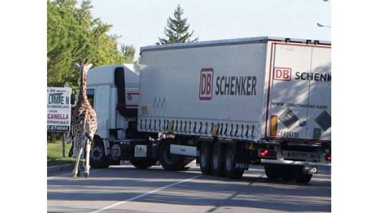Una jirafa escapó de un circo de Italia y la ciudad fue un caos