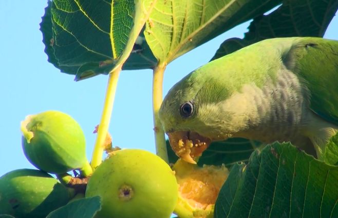 cotorra-comiendo-fruta.jpg