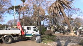 hay en el entorno de 800 palmeras que entendemos que estan muertas, dijo director de espacios publicos de imm