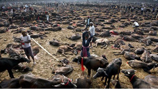 matanza animales nepal