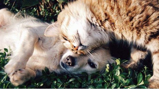 Loqui y Luli