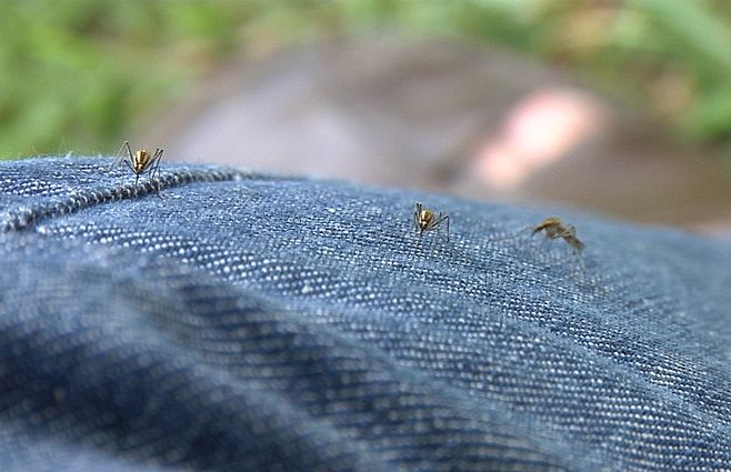 mosquitos-invasion-gente.jpg