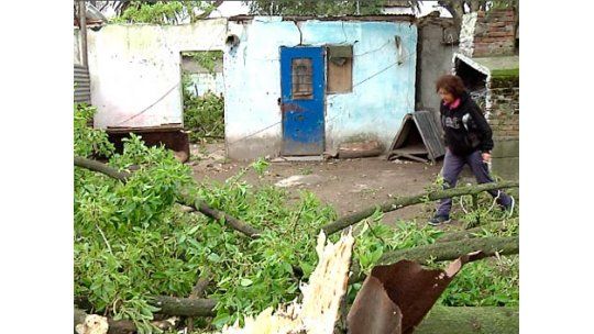 Árbol gigante cayó encima de dos casas y las destruyó