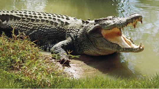 cocodrilo