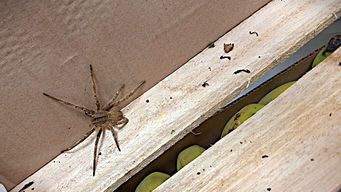 una de las aranas mas venenosas aparecio en supermercado de treinta y tres: caracteristicas y efectos de su picadura