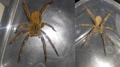 la arana mas venenosa del mundo fue encontrada en piriapolis