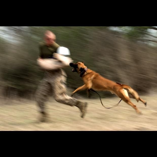 los perros navy seal tienen dientes de titanio