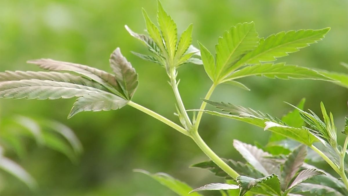 Condenaron a joven de 19 años que robó plantas de marihuana de club cannábico cuyo valor superó los $60.000