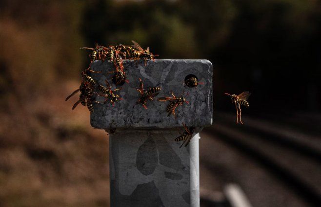Padre e hijo murieron luego de ser atacados por avispas.