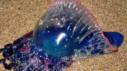 rocha: visualizan organismos toxicos, las fragatas portuguesas