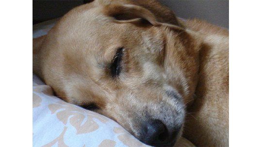 Perra halla a bebé que ladrones escondieron en tanque de agua