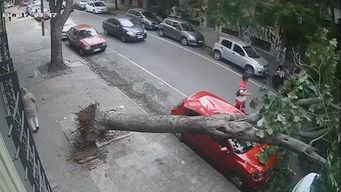 tras caida de arbol sobre dos autos, abogado explica como deben actuar los afectados