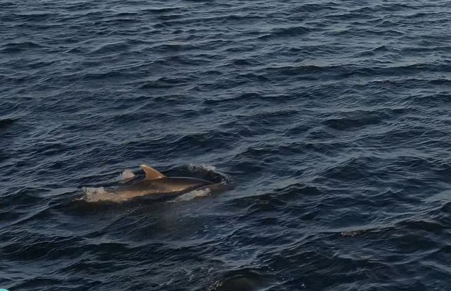 DELFINES-OCEÁNICOS-PUNTA.jpg