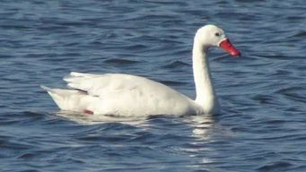confirman nuevo caso de gripe aviar, ahora en colonia, y el ministerio llama a conferencia de prensa