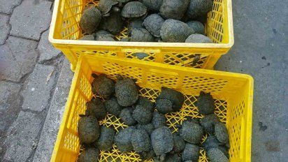 descubren una valija con 185 crias de tortugas gigantes en el aeropuerto de galapagos
