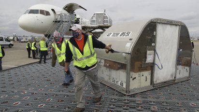 Empleados de la empresa de correos privada UPS transportan contenedores de la vacuna contra Covid-19 en el aeropuerto de Louisville, Kentucky. La vacunación masiva en EEUU. comienza en cuestión de horas