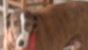 rescatista denuncia maltrato animal e inaccion de autoridades; inba asegura que es un caso complejo