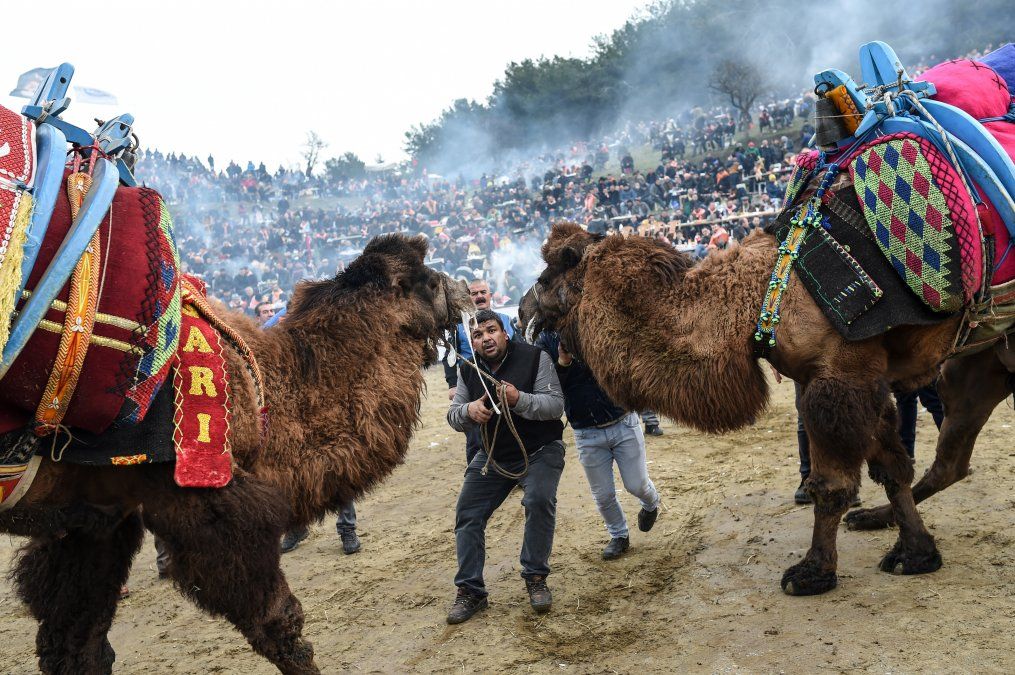 La gente trata de impulsar a los camellos a la pelea durante el festival de lucha de camellos en el pueblo de Selcuk, en Turquía.