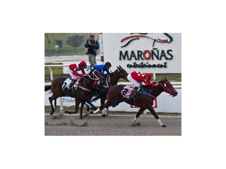 Este viernes habrá 12 carreras en Maroñas y otras 15 el sábado Este viernes habrá 12 carreras en Maroñas y otras 15 el sábado