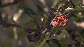 el drama de los productores rurales ante la sequia que afecta al pais