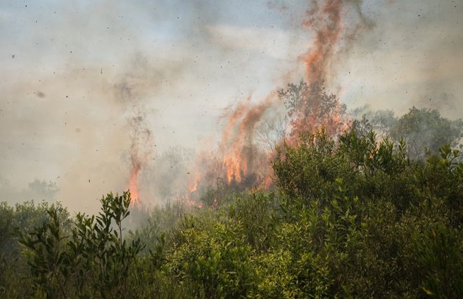 INCENDIO CERRO DEL TORO FOCO UY (8).jpeg