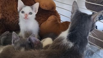 ong bastet solicita la colaboracion para tratamientos de gatos rescatados en vivienda abandonada del centro