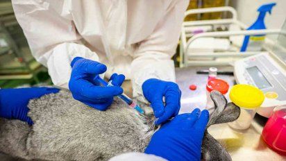 rusia aprueba la primera vacuna contra el covid-19 para animales