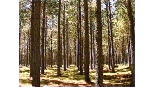 Industria forestal de parabienes por previsión de mayor demanda
