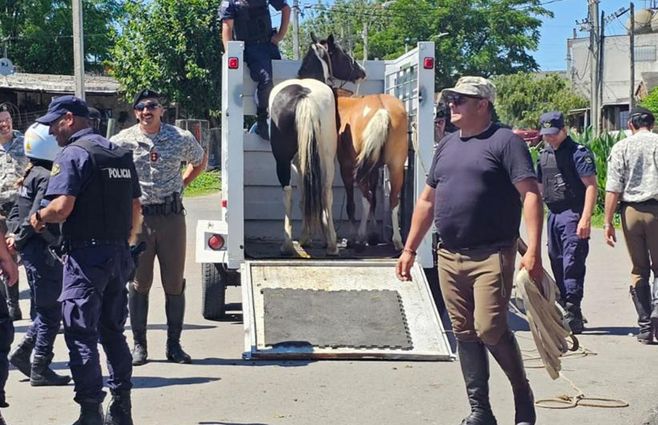 Foto: IMM. Operativo por caballos sueltos en Montevideo.