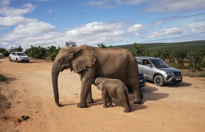 Foto: AFP, archivo. Elefante en Sudáfrica.
