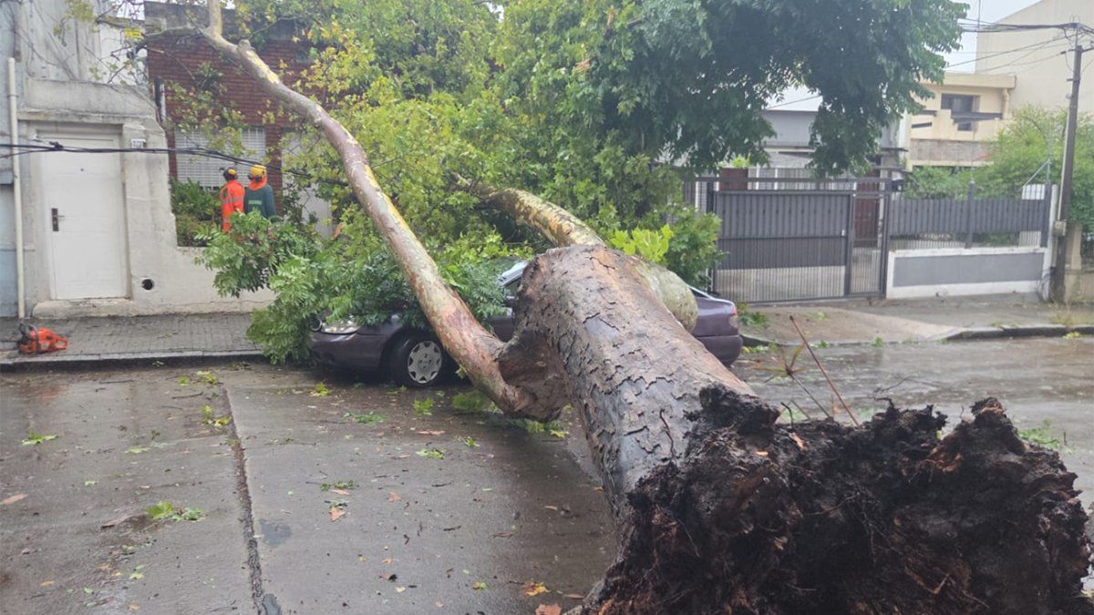 Caída de árboles afectó a 13 vehículos, 95 viviendas y más de 120 intervenciones por afectación en vía pública y tendido de cables
