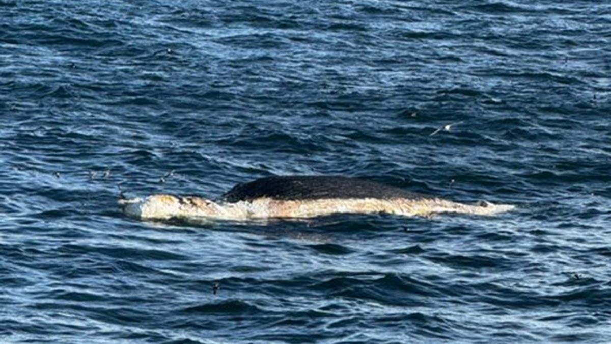 Cámaras pesqueras alertan por ballena muerta en alta mar a dos millas de la ruta de un barco de prospección sísmica