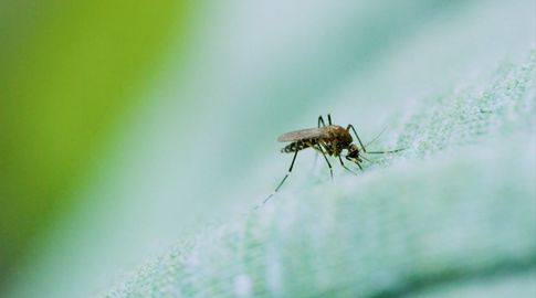 MSP confirmó cuatro nuevos casos importados de dengue en Canelones, Maldonado, Montevideo y Salto