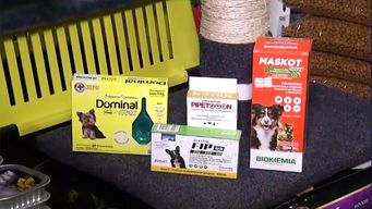 veterinaria exhorta a no aplicar repelentes de humanos en mascotas, porque son toxicos y pueden ser letales