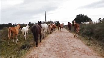 preocupa en paysandu presencia de caballos sueltos; intendencia reforzo trabajo de arrieros y explica como proceder