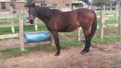 hit oil, una reproductora de lujo