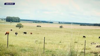 federacion rural exige soluciones por abigeatos y ataque de perros a ovejas