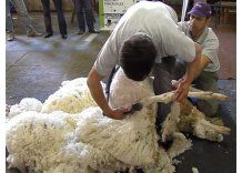 Diez ejemplares participaron del concurso de vellones en el Prado