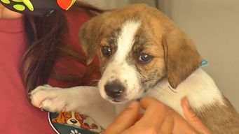jornada de adopcion responsable de mascotas: este sabado de 12:00 a 17:00 en el espacio colabora