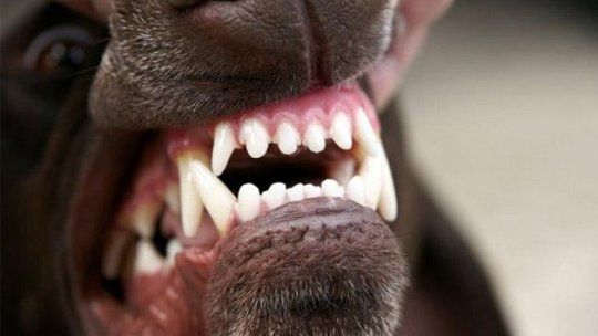 perro dientes