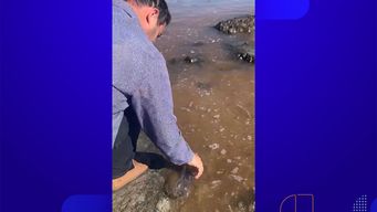 mancha en el agua en punta del este fue producida por microorganismos de la especie noctiluca scintillans