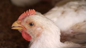 argentina detecta brote de gripe aviar y suspende exportaciones del sector