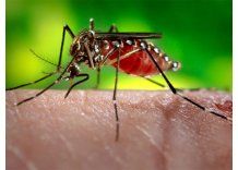 MSP prevé una “invasión del mosquito de las inundaciones”