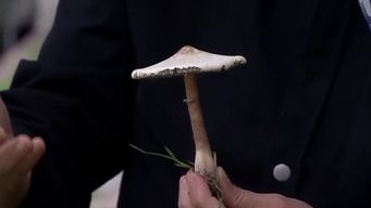 especialista en hongos silvestres explico cuales no recolectar ni consumir tras advertencia de msp para evitar intoxicaciones
