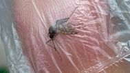 OPS advierte que los casos de dengue se multiplicaron por tres respecto a primeros meses de 2023
