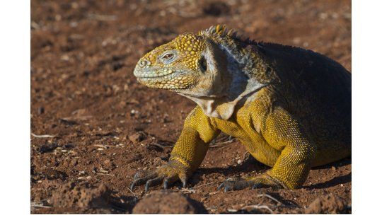 Detienen un hombre por intentar robar cuatro iguanas en Galápagos